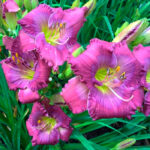 Лилейник Лавендер Блю Бэби "Lavender Blue Baby" d17