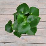 Пеперомия Рейндроп d12 — изображение 2