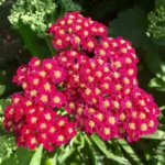 Тысячелистник (обыкновенный) микс d12