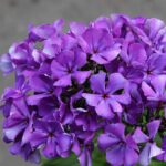 Флокс метельчатый Полина "Polina" d12