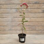 Тысячелистник Флавербёрст Ред Шейдес "Flowerbust Red Shades" d12