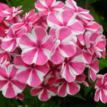 Флокс Пеперминт Твист "Peppermint Twist" d15