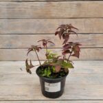 Монарда Панорама Ред d12