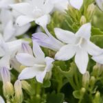 Колокольчик Портеншлага Клоквайз F1 Вайт(Уайт) Блаш "Clockwise F1 White Blush" d12