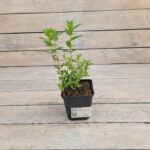 Дербенник иволистый Рози Гем d9