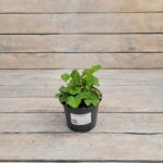 Гравилат Кой "Koi" d12