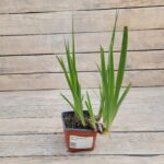 Ирис бородатый микс d9