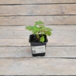 Герань крупнокорневи́щная d9