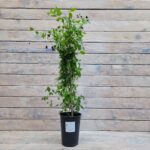 Клематис крупноцветковый Ай эм Хеппи "I Am Happy Zoiamha" 2л — изображение 2