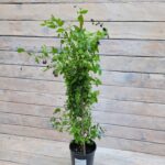 Клематис крупноцветковый Ай эм Хеппи "I Am Happy Zoiamha" 2л — изображение 3