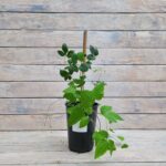 Клематис Марго Костер "Margot Koster" 2л