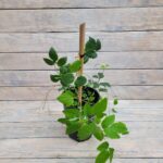 Клематис Марго Костер "Margot Koster" 2л — изображение 2