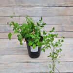 Клематис Ай эм Леди Кью "I am Lady Q" 2л — изображение 3