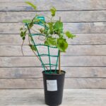 Клематис Солина "Solina" 2л