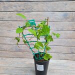 Клематис Солина "Solina" 2л — изображение 2