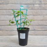 Клематис крупноцветковый Протеус "Proteus" 2л