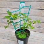 Клематис крупноцветковый Протеус "Proteus" 2л — изображение 2