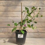 Клематис Хедер Хершелл 2л