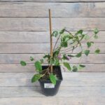 Клематис Хедер Хершелл 2л — изображение 2