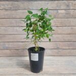 Клематис Перниль "Pernille" 2л