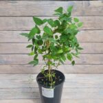 Клематис Перниль "Pernille" 2л — изображение 2