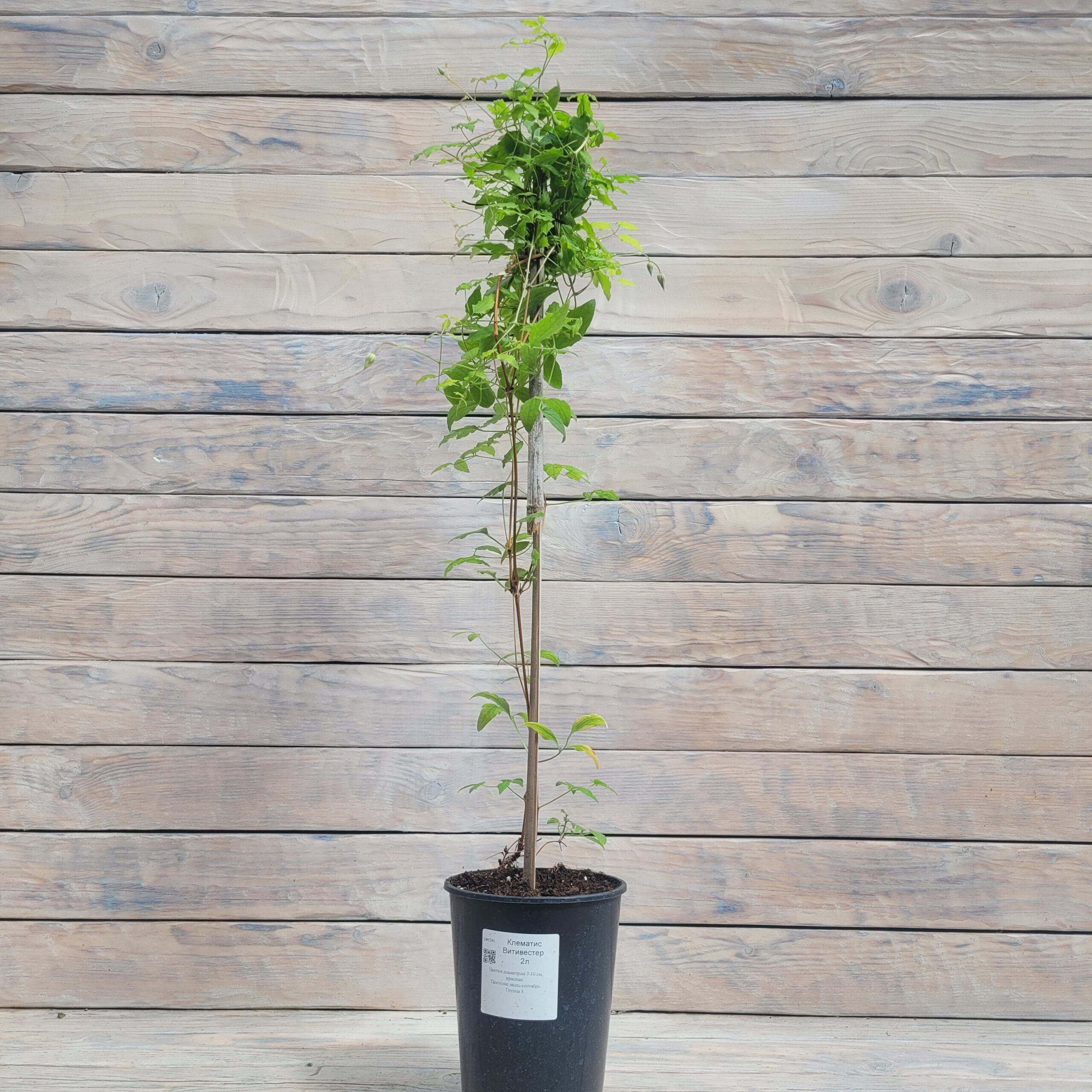20250625_151149 Клематис Витивестер "Vitiwester" 2л — изображение 1