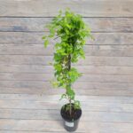 Клематис Витивестер "Vitiwester" 2л — изображение 2