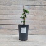 Клематис Беби Долл "Baby Doll" 2л — изображение 2