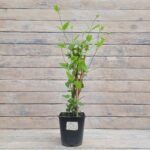 Клематис Сизая Птица "Sizaja Ptitza" 2л