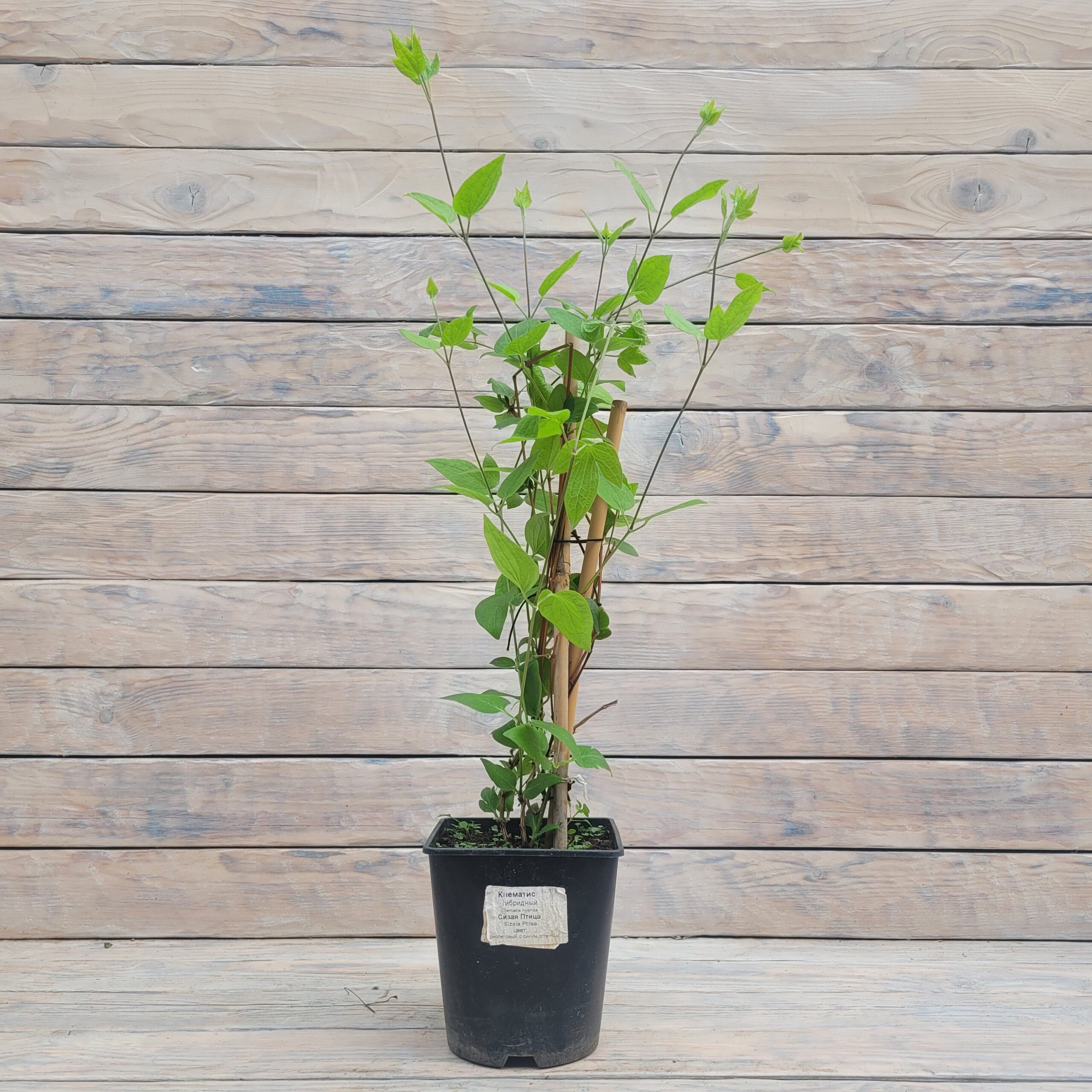 20250625_151355 Клематис Сизая Птица "Sizaja Ptitza" 2л — изображение 1