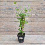 Клематис Сизая Птица "Sizaja Ptitza" 2л — изображение 2