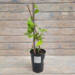 Клематис крупноцветковый Балтик "Baltyk" 2л — изображение 2