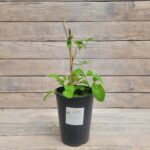 Клематис Мэнди "Mandy" 2л