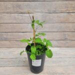 Клематис Мэнди "Mandy" 2л — изображение 2