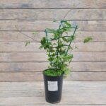 Клематис Гиренас "Girenas" 2л