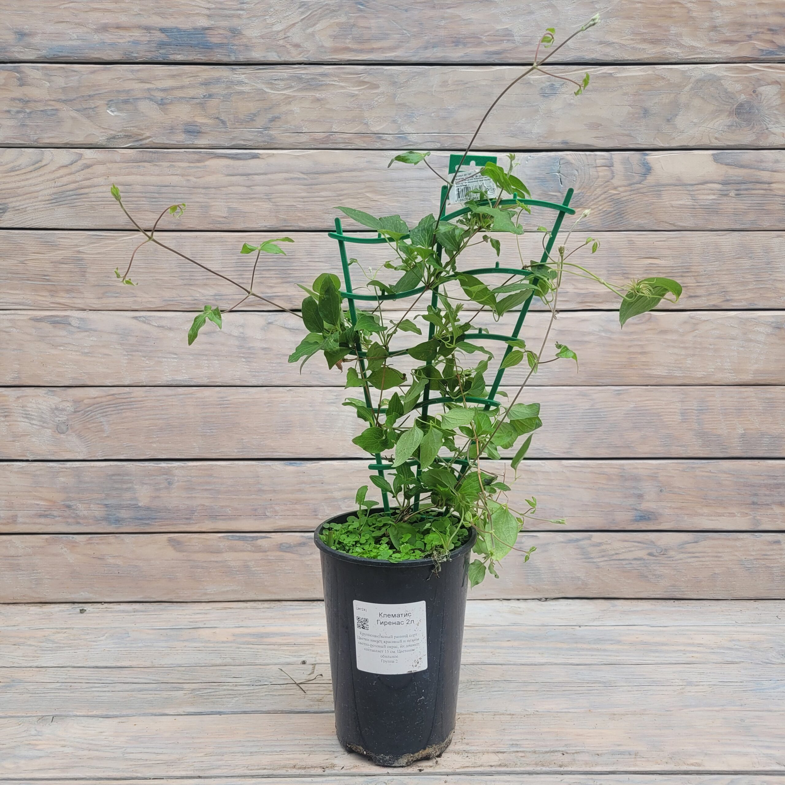 20250625_151758 Клематис Гиренас "Girenas" 2л — изображение 1