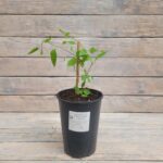 Клематис Блю (Блу) Ривер "Blue River" 2л — изображение 2