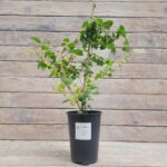 Клематис Витицелла "Viticella" 2л