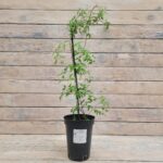 Клематис Литтл Басс "Little Bas" 2л