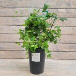 Клематис Эмилия Платер "Emilia Plater" 2л