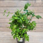 Клематис Эмилия Платер "Emilia Plater" 2л — изображение 2