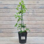 Клематис Мини Белл "Mienie Belle" 2л