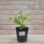 Клематис Виль де Лион "Ville de Lyon" 2л — изображение 2