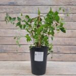 Клематис Страуберри Файлдс "Strawberry Fields" 2л