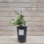 Клематис Содертелье "Sodertalje" 2л