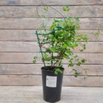 Клематис Оберек "Oberek" 2л