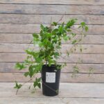 Клематис Уайт Принц Чарльз "White Prince Charles" 2л