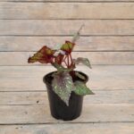 Бегония Рекс (королевская) d12 — изображение 2