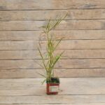 Канареечник (Фалярис) тростникововидный d9