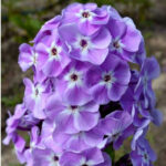 Флокс метельчатый Мирослав "Miroslav" d12